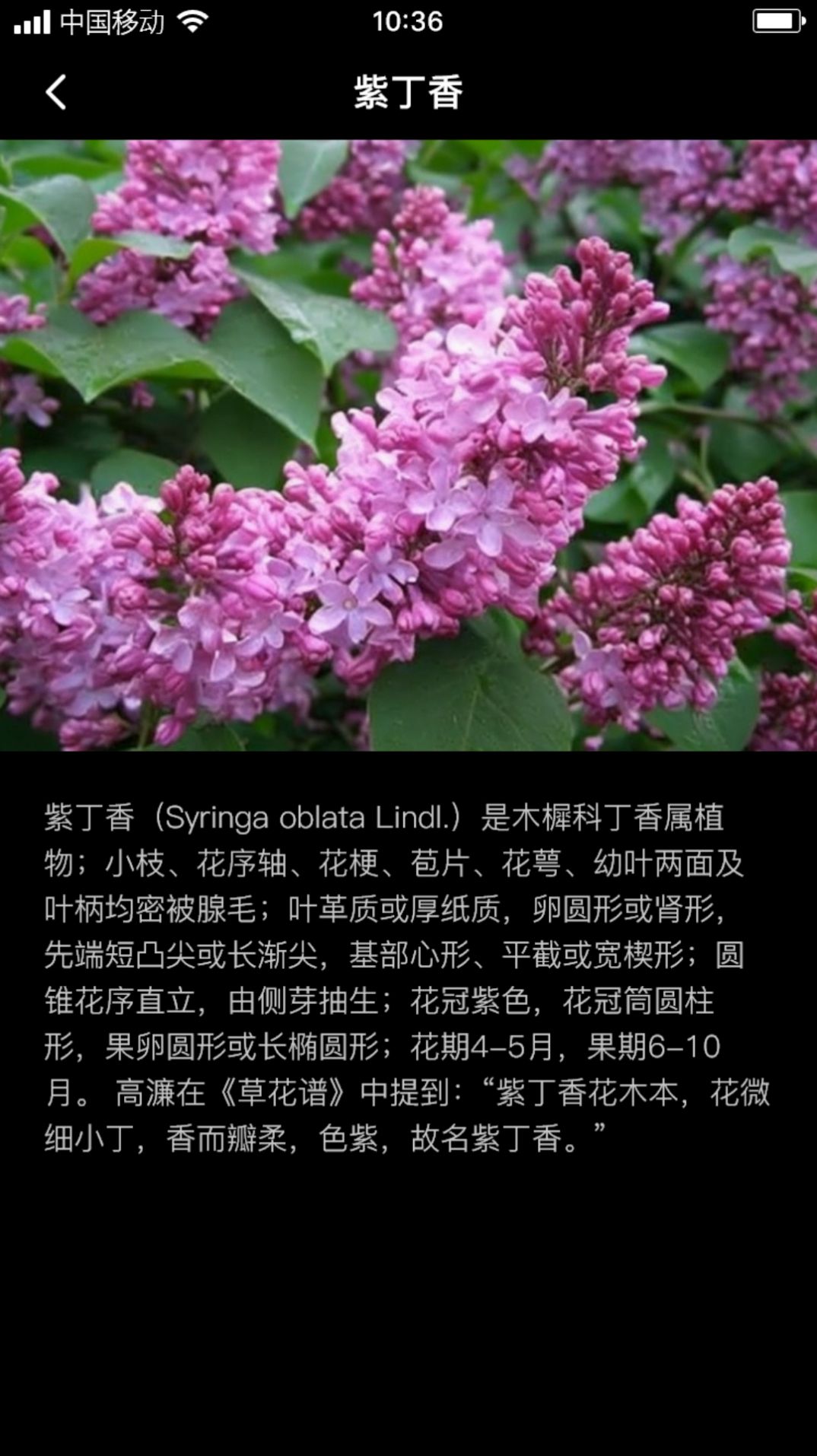 丁香花瓣官方手机版下载 v1.0