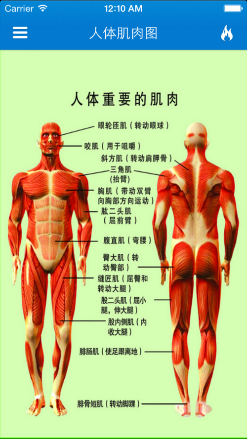 完美肌肉锻炼指南3Dapp官方最新版图片1