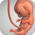 怀孕宝宝模拟器游戏安卓版 v1.11.2